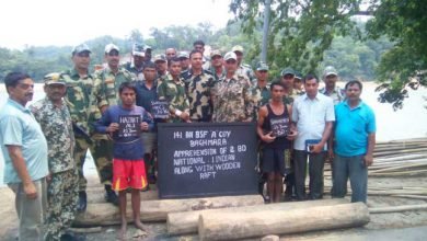 BSF Nabs Bangladeshi Smugglers with Wooden Logs, seized Cattles