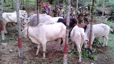 BSF Confiscates Neogel Explosive & Cattles