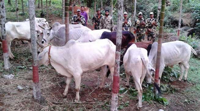 BSF Confiscates Neogel Explosive & Cattles