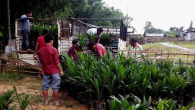 RKMMS Distributes OIL Palm Seedlings to Beneficiaries