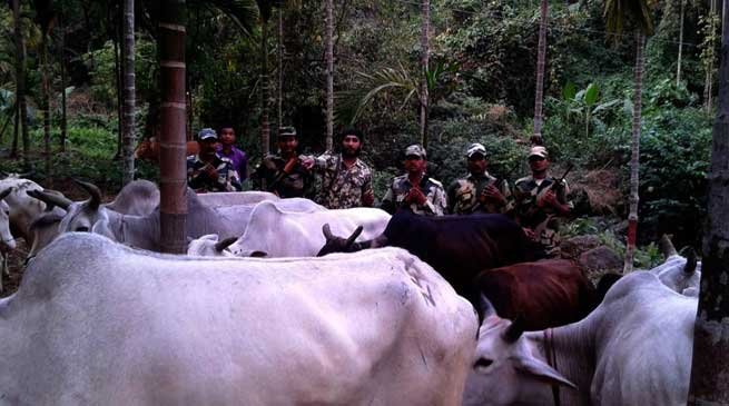 BSF Seized Cattle during Anti Smuggling Drive