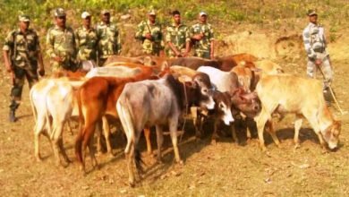 BSF Seized 21 Cattle While Being Smuggled to Bangladesh