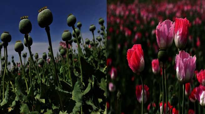 Where is opium cultivated illegally in Arunachal Pradesh?