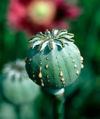 Where is opium cultivated illegally in Arunachal Pradesh?