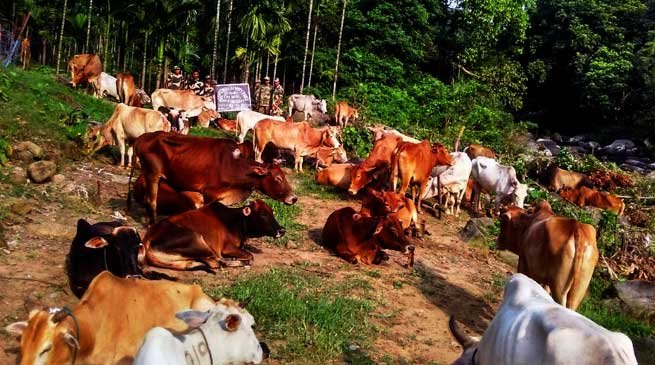 BSF Seizes Huge Herd of Cattle at Bangladesh Border