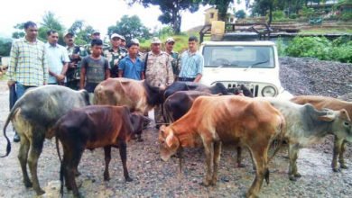 Shillong- BSF Nabs Two Cattle Smugglers