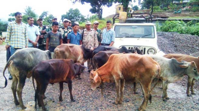 Shillong- BSF Nabs Two Cattle Smugglers