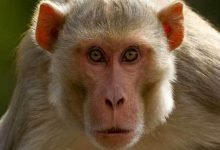 Farmer Developed a Device to Forced Monkeys to Stay Away From His Farm