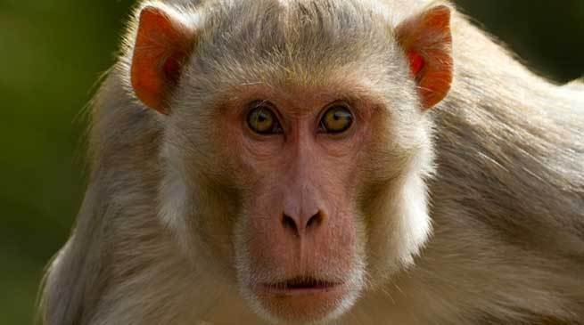 Farmer Developed a Device to Forced Monkeys to Stay Away From His Farm