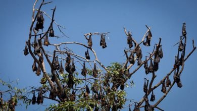 A bizarre village in India where bats are worshipped
