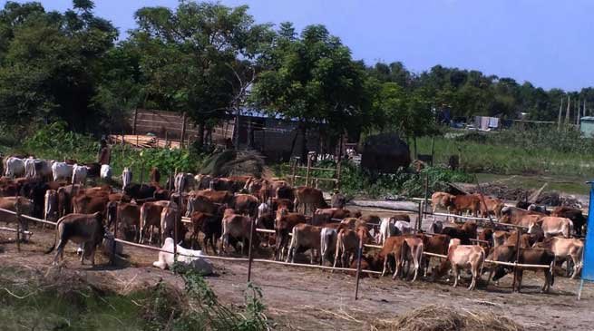 BSF Seized 312 Cattle Heads from Dhubri