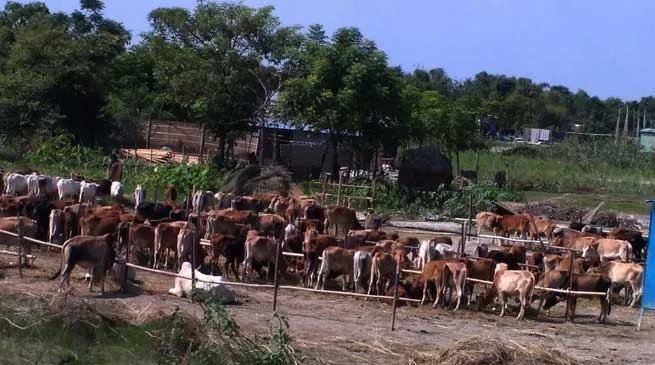 BSF Seized 312 Cattle Heads from Dhubri