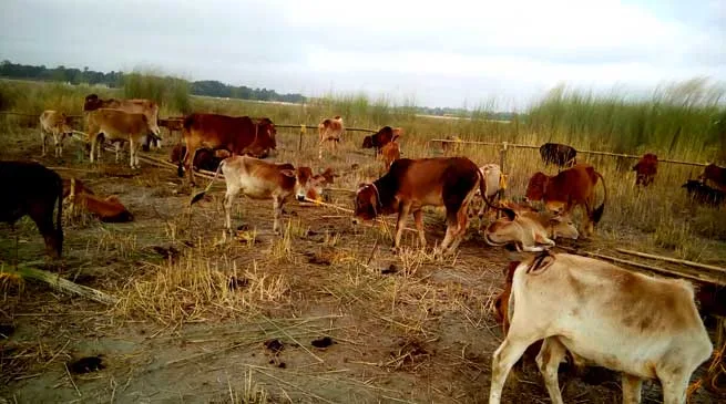 BSF Seized Huge Numbers of Cattle Heads
