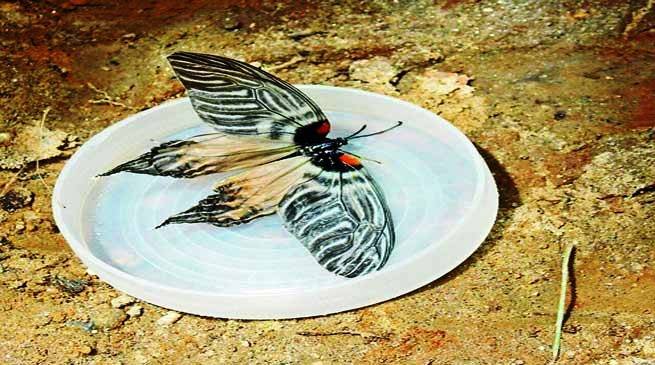 New species of butterfly named after Apatani tribe of Arunachal