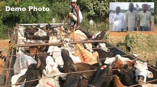 BSF Apprehends Cattle Smugglers in Dhubri and Coochbehar