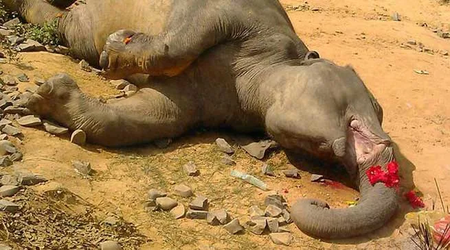 Elephants killed in train Accident, NF Railway Institute Enquiry