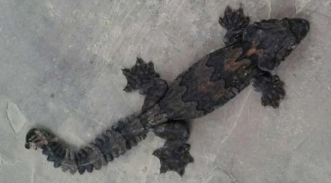 BSF Seized GECKO on Indo-Bangla International Border