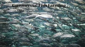 Training & Demonstration Programme on Commercial Fish Farming