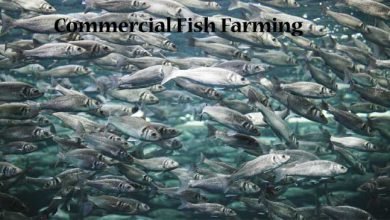 Training & Demonstration Programme on Commercial Fish Farming