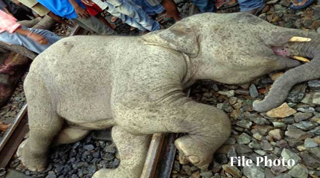 Elephants on Track hit by Train engine near Jamunamukh