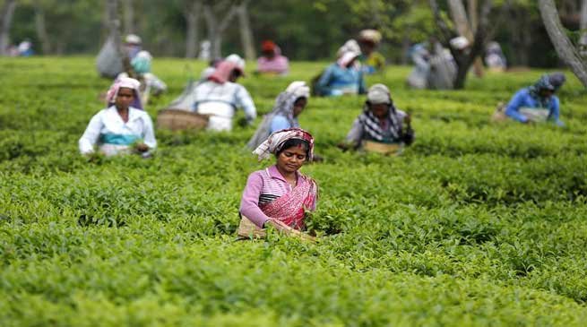 Serishpore Tea Estate on way to becoming illicit liquor free Estate