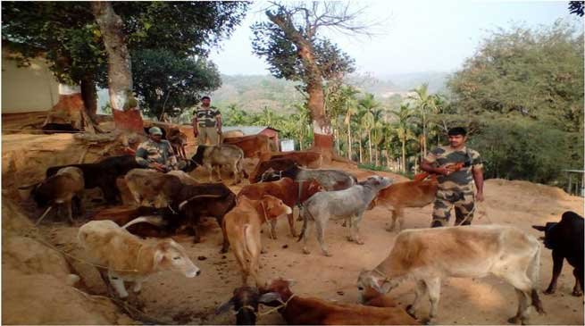 BSF Seizes Huge numbers Cattle in India-Bangladesh Border