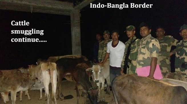 BSF Nabbed Cattle Smuggler with Cattle and Seizes Wooden Logs