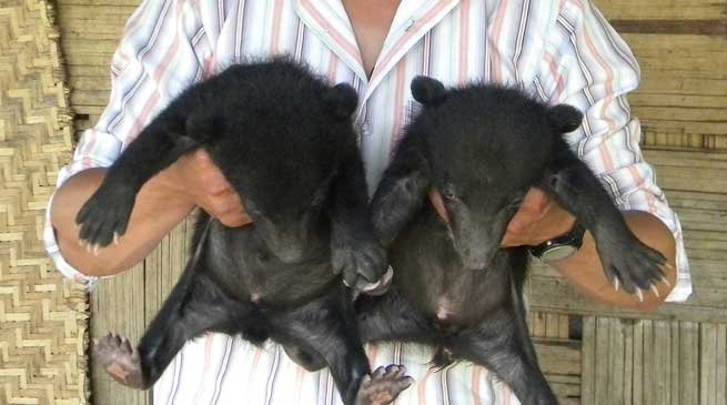 Roing- Two Asiatic Black Bear Cubs Rescued