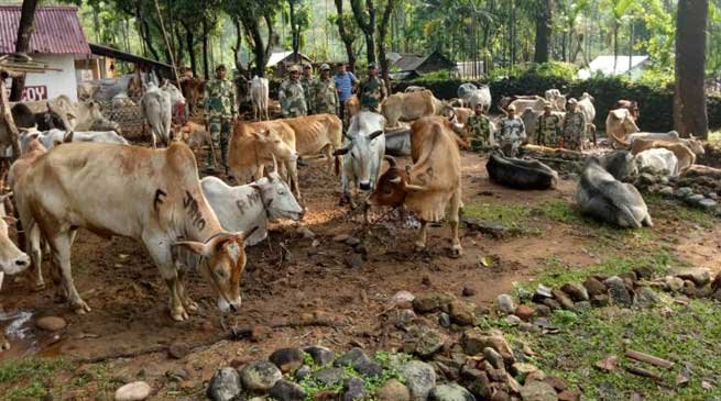 Shillong-BSF seizes huge number of Cattle