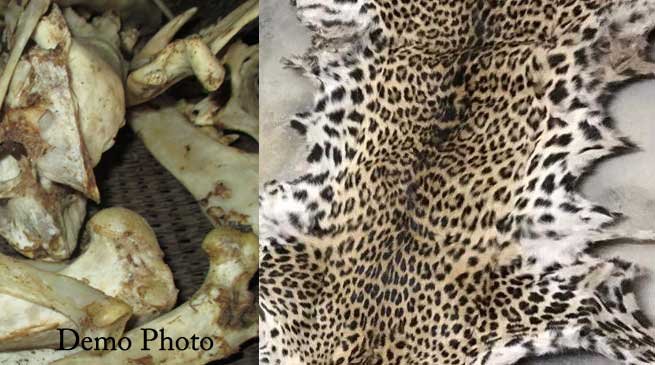 Assam Police arrested 4 Arunachal govt employees with leopard skin, bones