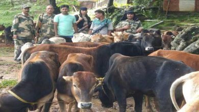 BSF Seizes 144 Cattle on Indo-Bangladesh Border  