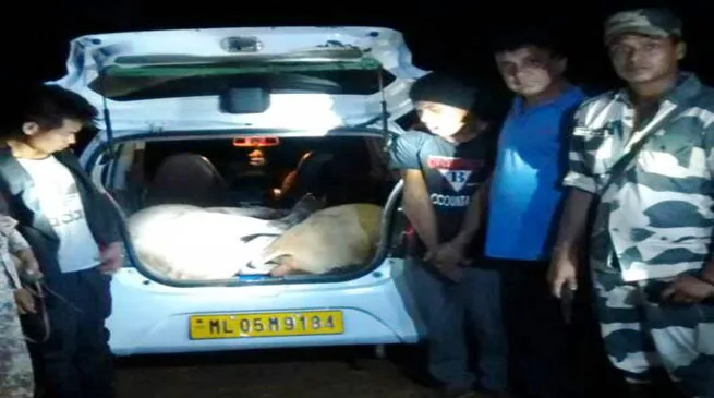 BSF nabbed two Cattle Smuggler, seized one Alto Car