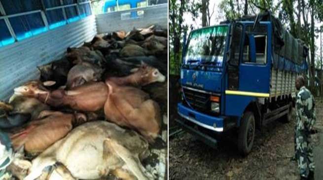 BSF Seizes Cattle Laden Truck at Bangladesh Border