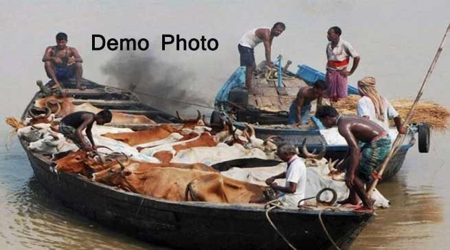 BSF Seizes 276 cattle from Indo-Bangla border in Meghalaya