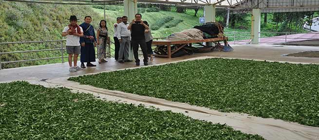 Chowna Mein visits world famous 101 Tea Plantations at Doi Maesalong    