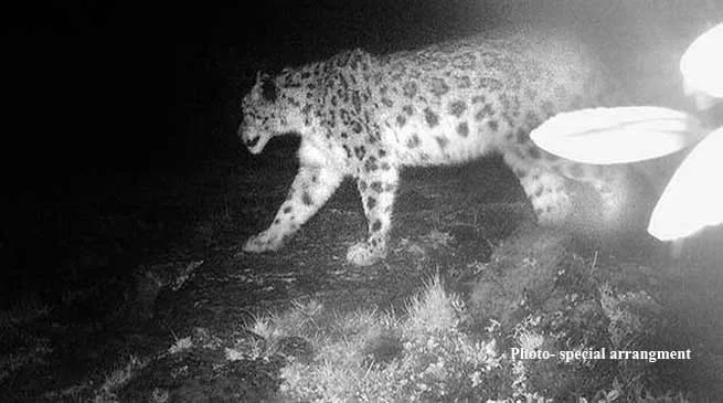 Arunachal- Snow leopard photographed in West Kameng