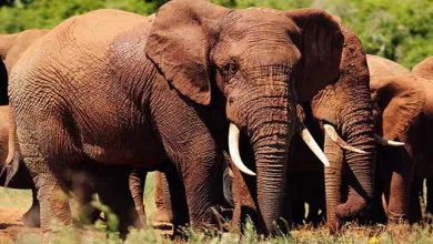 Speeding train killed six wild elephants in Assam