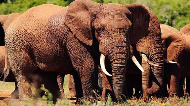 Speeding train killed six wild elephants in Assam