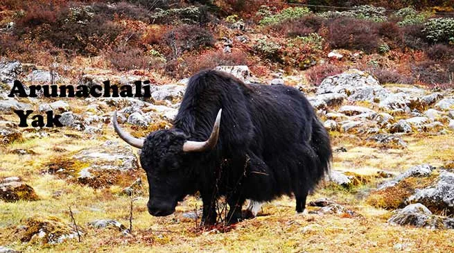 Yaks found in Arunachal registered as a new bread