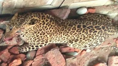 Arunachal: Leopard creating havoc at last tranquillised