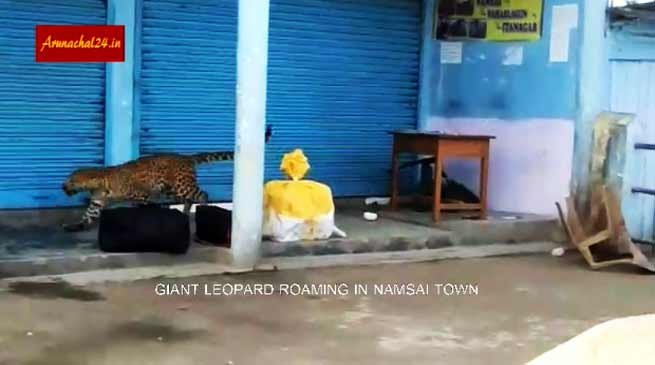 VIDEO: Leopard roaming in Namsai town of Arunachal Pradesh