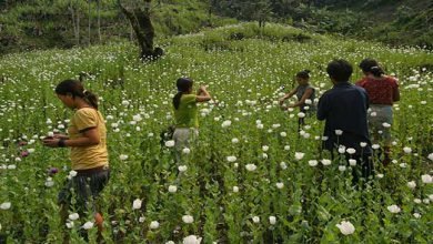 Arunachal Pradesh: 200 hectares of illegal poppy plantations destroyed in Namsai
