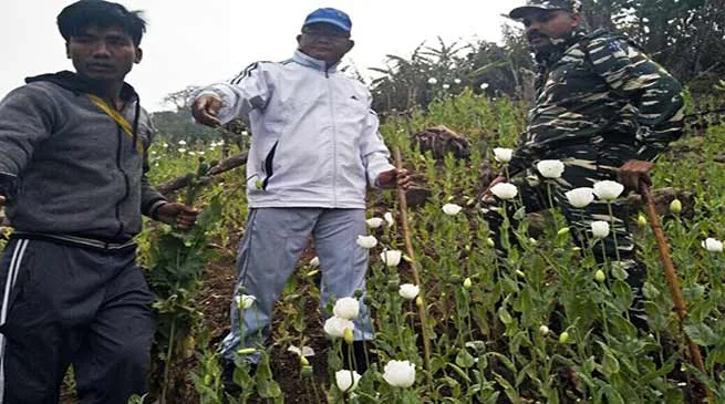Arunachal: Poppy plantation destroyed in Longding