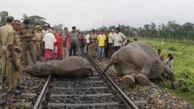 Assam: 5 Elephant killed by speeding train