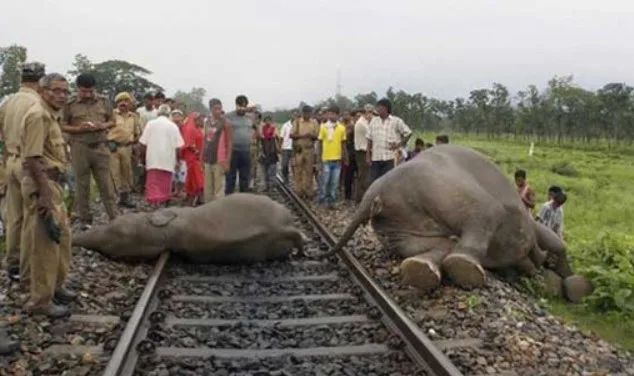 Assam: 5 Elephant killed by speeding train