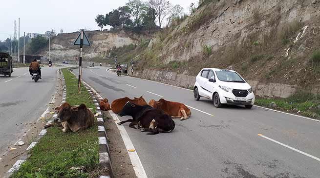 Arunachal : Roaming domestic animals on roads cause of increasing accident