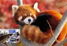 Arunachal : Khandu approves Red Panda Conservation Plan