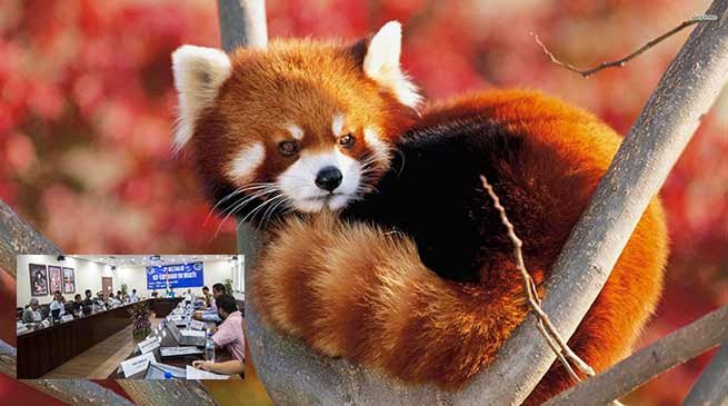 Arunachal : Khandu approves Red Panda Conservation Plan