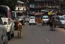 Arunachal : Stray Animals rules the Road of Itanagar and Naharlagun