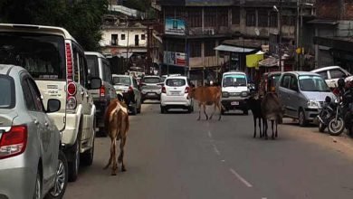 Arunachal : Stray Animals rules the Road of Itanagar and Naharlagun
